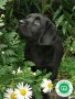 criador-labrador-negro-y-chocolate-loe-small-1