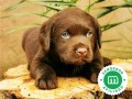 criador-labrador-negro-y-chocolate-loe-small-0