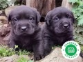 criador-labrador-negro-y-chocolate-loe-small-7