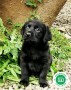 criador-labrador-negro-y-chocolate-loe-small-2