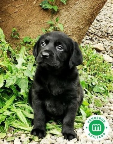 criador-labrador-negro-y-chocolate-loe-big-2