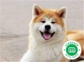 akita-inu-japones-small-0