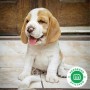 beagles-small-0