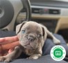 bulldog-frances-blue-de-cine-small-1