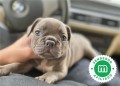 bulldog-frances-blue-de-cine-small-3