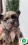 precioso-bulldog-frances-exotico-small-1