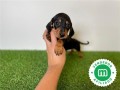 perro-salchicha-miniatura-small-3