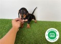 perro-salchicha-miniatura-small-1