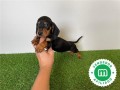 perro-salchicha-miniatura-small-2