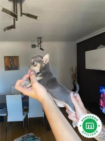 chihuahua-blue-cabeza-de-manzana-big-1