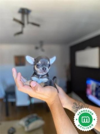 machito-de-chihuahua-toy-blue-precioso-big-0