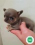 exclusivos-chihuahuas-cabeza-de-manzana-small-3