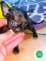 exclusivos-chihuahuas-cabeza-de-manzana-small-1