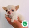 exclusivos-chihuahuas-cabeza-de-manzana-small-0