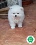 lulu-de-pomerania-blanco-small-4