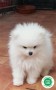 lulu-de-pomerania-blanco-small-1