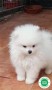 lulu-de-pomerania-blanco-small-0