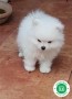 lulu-de-pomerania-blanco-small-3