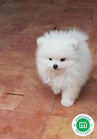 lulu-de-pomerania-blanco-big-2