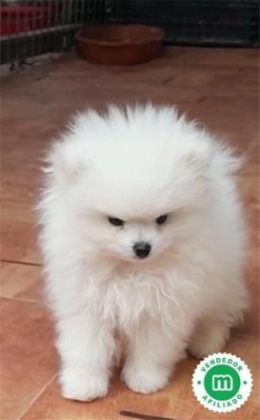 lulu-de-pomerania-blanco-big-1