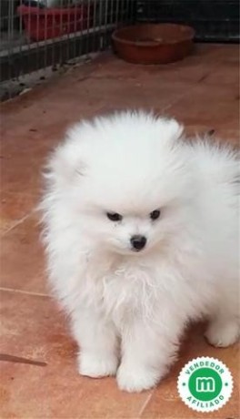 lulu-de-pomerania-blanco-big-0