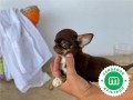 chihuahua-listos-para-entregar-small-4