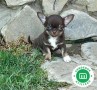 chihuahua-listos-para-entregar-small-6