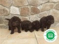 perros-de-agua-cachorros-small-0