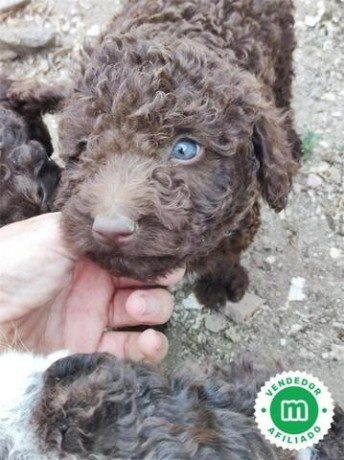 perros-de-agua-cachorros-big-3