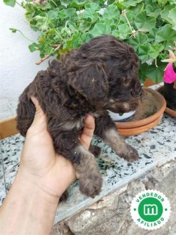 perros-de-agua-cachorros-big-2