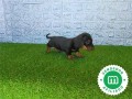 teckel-miniatura-cachorros-small-1