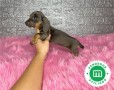 teckel-miniatura-cachorros-small-5