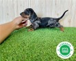 teckel-miniatura-cachorros-small-4