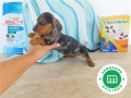 teckel-miniatura-cachorros-small-3