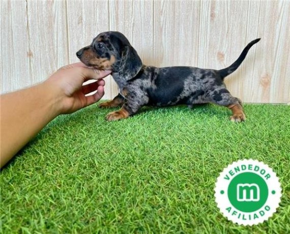 teckel-miniatura-cachorros-big-4