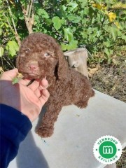 ALUCINANTES PERROS DE AGUA !