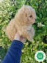 bebe-de-caniche-small-1