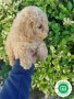 bebe-de-caniche-small-2