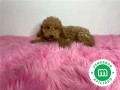 caniche-enano-apricot-todo-un-peluche-small-3