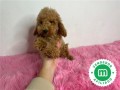 caniche-enano-apricot-todo-un-peluche-small-2