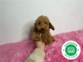 caniche-enano-apricot-todo-un-peluche-small-1