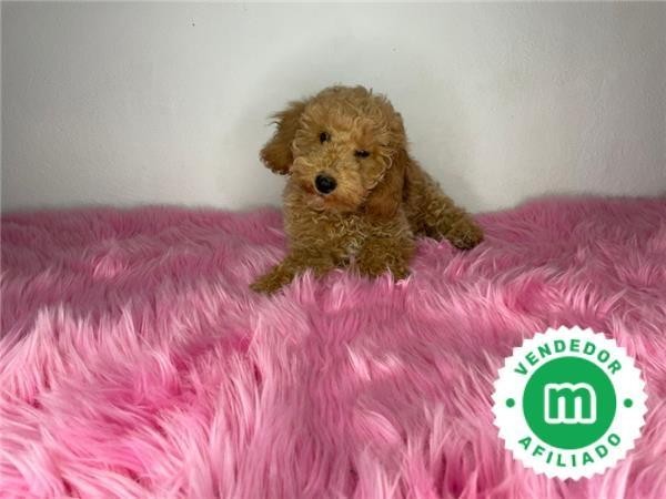 caniche-enano-apricot-todo-un-peluche-big-5