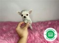 chihuahua-toy-blanco-cabeza-de-manzana-small-1