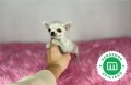 chihuahua-toy-blanco-cabeza-de-manzana-small-4