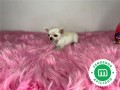 chihuahua-toy-blanco-cabeza-de-manzana-small-3