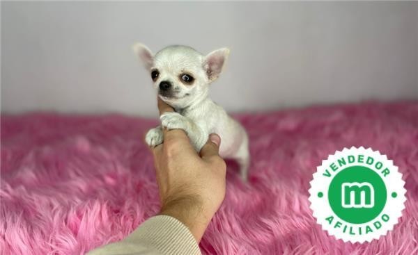 chihuahua-toy-blanco-cabeza-de-manzana-big-5