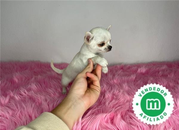 chihuahua-toy-blanco-cabeza-de-manzana-big-0