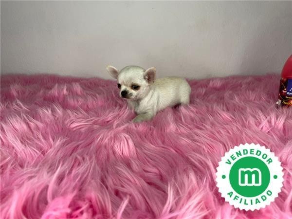 chihuahua-toy-blanco-cabeza-de-manzana-big-3