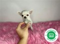 chihuahua-toy-espectacular-ruso-small-1