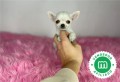 chihuahua-toy-espectacular-ruso-small-6